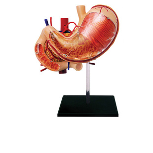 4D MASTER益智拼装玩具人体胃部器官解剖模型医学DIY科普教学用具