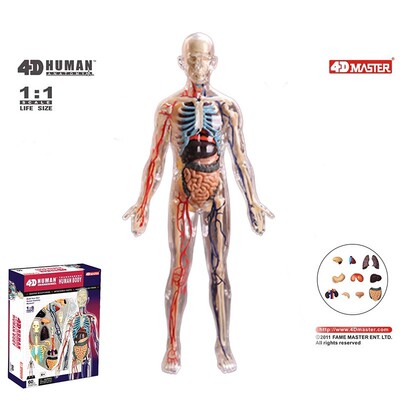 4dmaster全透明可拆卸人体模型