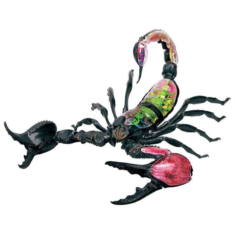 4dmaste动物生物蝎子器官