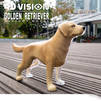 4DMASTER金毛寻回犬拼装模型
