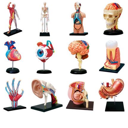4D MASTER人体心脏内脏头骨器官解剖医学教学模型DIY益智拼装玩具