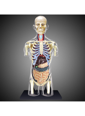 4D MASTER益智拼装玩具人体1:6人体半身内脏器官解剖医学用模型