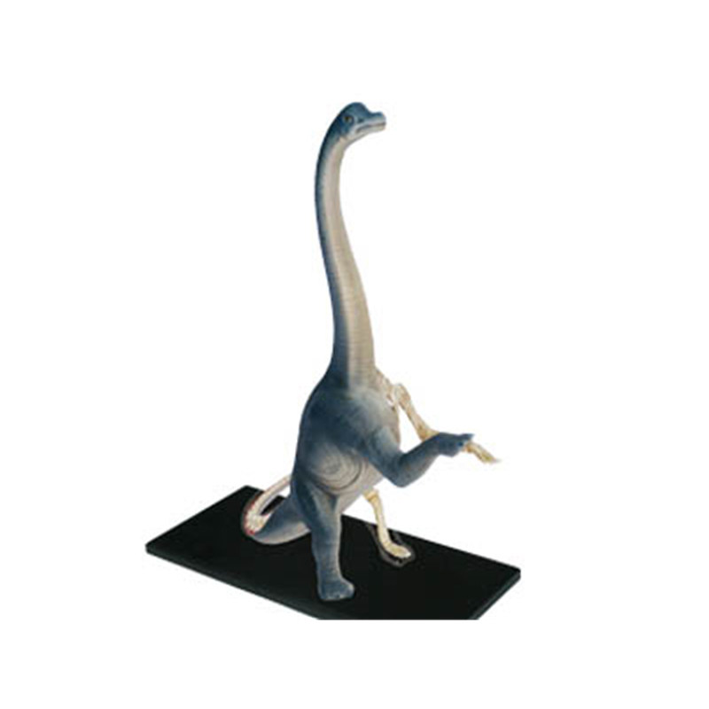 包邮恐龙腕龙4DMASTER