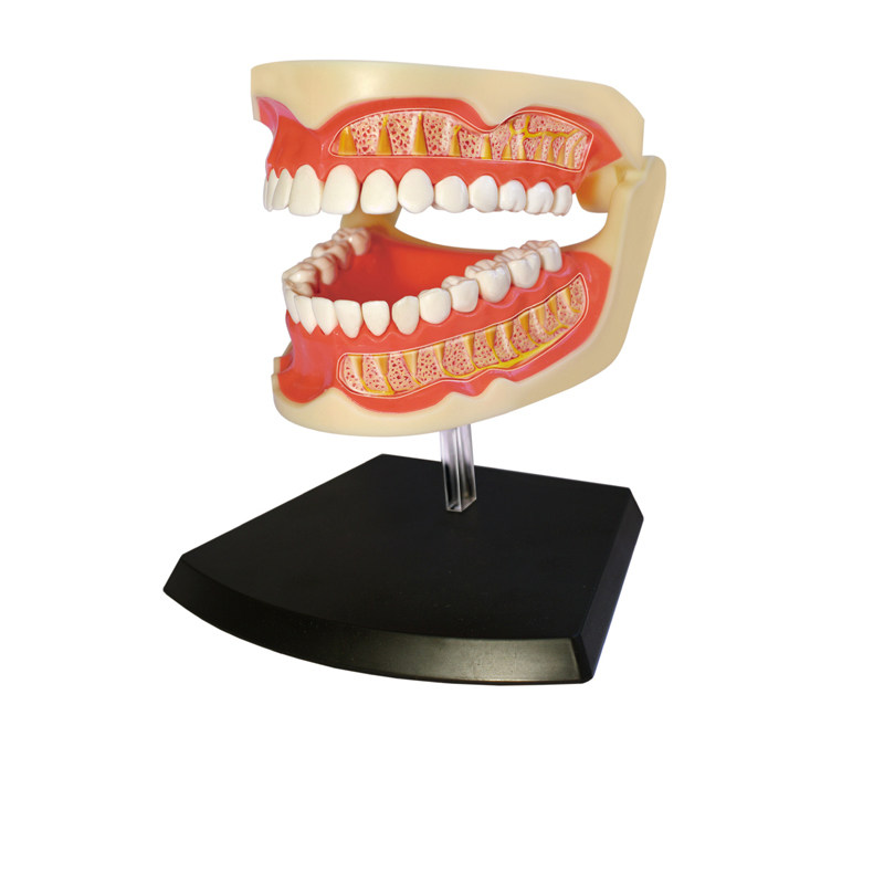 4dmaster牙齿模型口腔教学模具