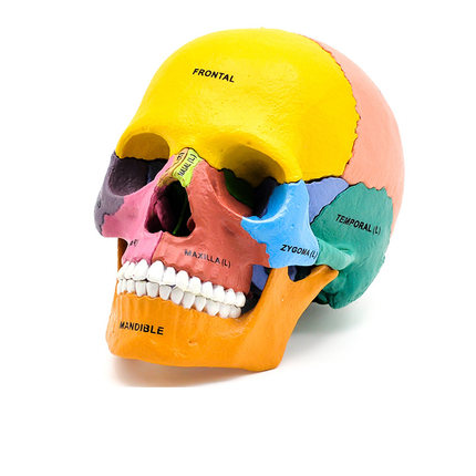 4D MASTER彩色人体头骨模型骷髅教学科普拼装模型解剖医学器官