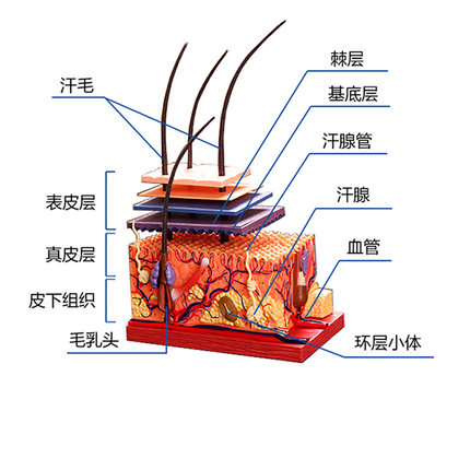 4D Master人体皮肤模型毛囊毛发结构组拼装模型4dmaster医院教学