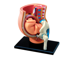 4D MASTER益智拼装玩具人体妊娠怀孕器官解剖模型医学DIY科普教学