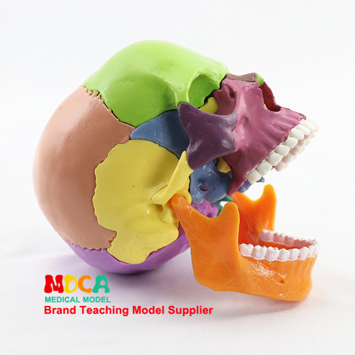 可拆分卸头颅头骨解剖模型