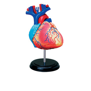 4D MASTER人体心脏器官解剖模型医学教学DIY益智拼装玩具科普用具