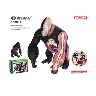 4D MASTER大猩猩银背猿模型仿真动物器官骨骼解剖教学拼装玩具