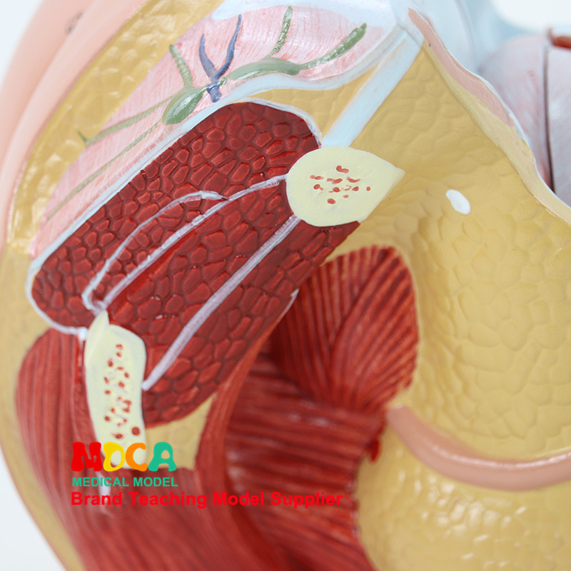 여성 모델 가족 계획 모델 의료 교육 MSZXT007