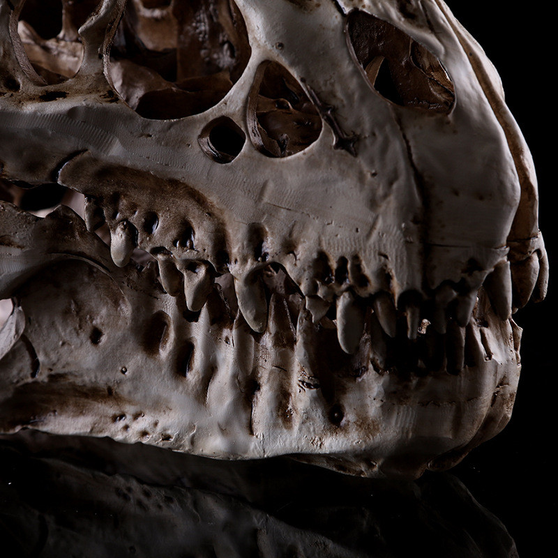 티라노사우루스 렉스 공룡 두개골 두개골 표본 맞춤 장식 실내 장식 물고기 탱크 장식 컬렉션