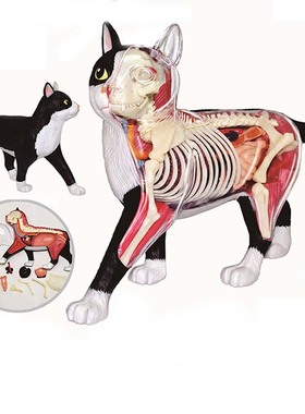 4D MASTER黑白猫动物解剖内脏骨骼器官医学教学模型4dmaster拼装