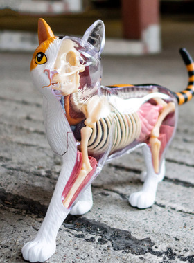 4D MASTER三色猫三花内脏器官骨骼解剖模型动物拼装摆件4dmaster