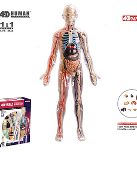 4D MASTER拼装玩具1:6全身透明人内脏器官解剖医学人体结构模型