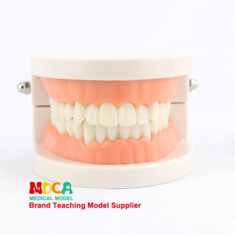 화장품 구강 치과 치료 칫솔질 교육 모델 의료 간호 교육 금형에 대한 치아 해부학 모델