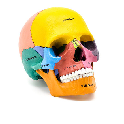 4D头骨模型MASTER彩头颅骨模型4dmaser骷髅教学拼装可拆卸模型