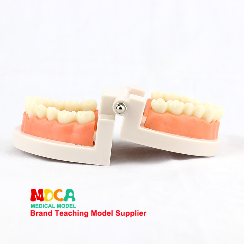 화장품 구강 치과 치료 칫솔질 교육 모델 의료 간호 교육 금형에 대한 치아 해부학 모델