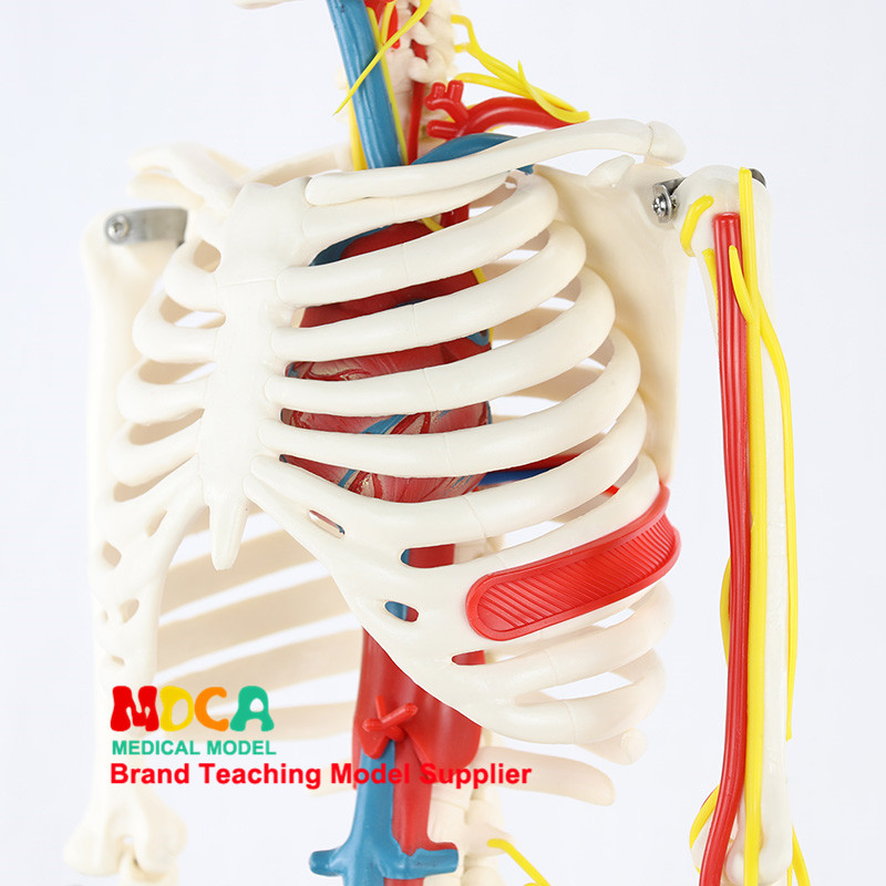 인간 의료 해골 모델 85CM 인간 골격 근육 시작 및 끝점 신경 모델 작은 바늘 칼 MGG206
