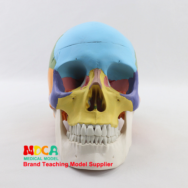 의료 인간 컬러 두개골 모델 시뮬레이션 두개골 구강 및 악안면 미용 마이크로 헤드 모델 MTG007