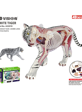 4D MASTER白老虎内脏器官骨骼解剖模型动物教学用具拼装4dmaster