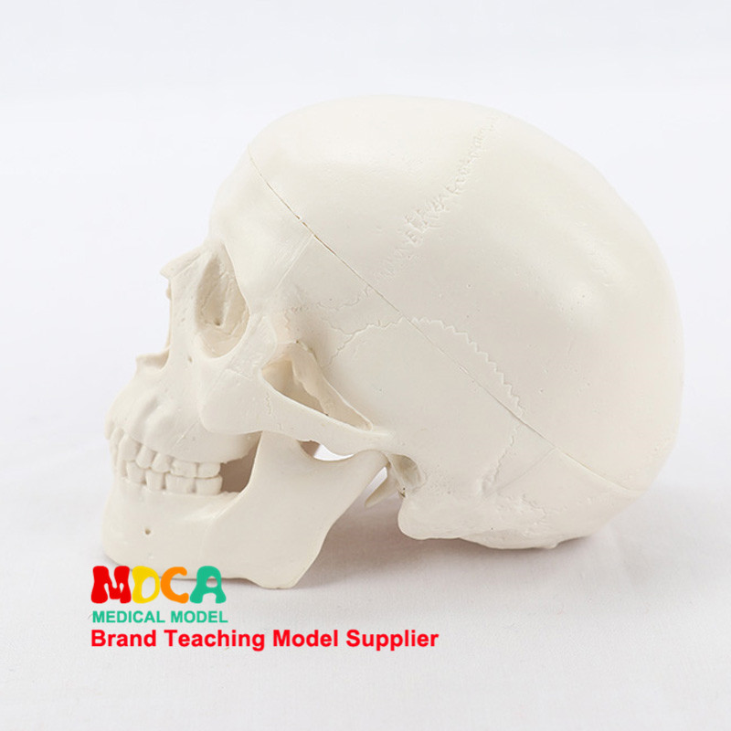 의료미술용 미니 두개골 모형 인체미술 두개골 두개골 모형 MTG001