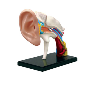 STER益智拼装玩具人体耳道器官解剖模型医学教学DIY科普教具