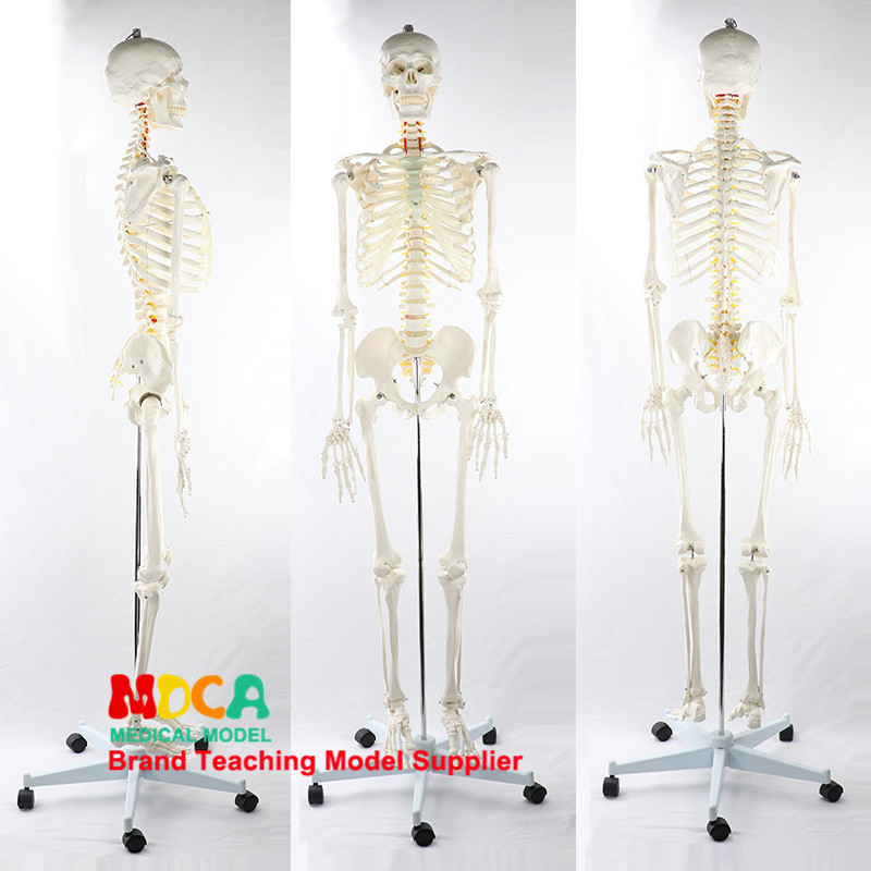 170CM人体骨骼模型脊神经白色骨架瑜伽医学医用教学用具MGG304,玩具/童车/益智/积木/模型,其他模型玩具,淘宝优惠券,粉丝福利购,淘宝优惠卷