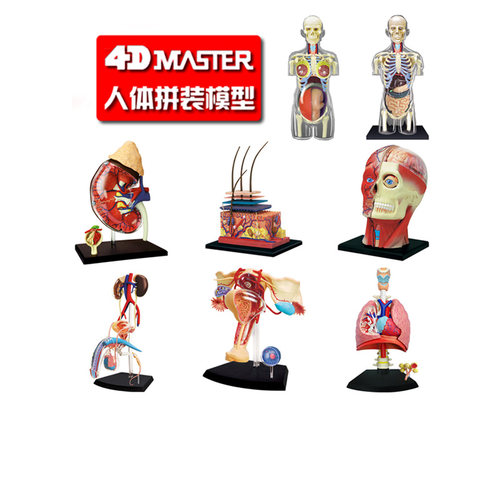 4DMASTER头部肌肉皮肤和毛发