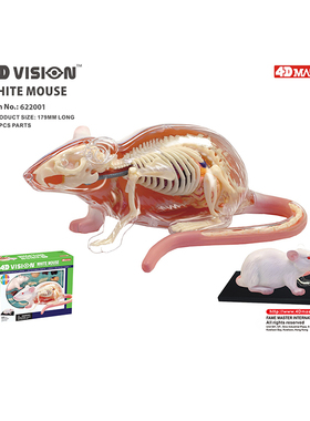 4D MASTER白老鼠解剖内脏骨骼器官模型动物医学教学拼装4dmaster