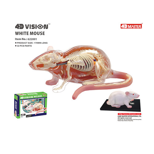 4DMASTER白老鼠内脏器官模型