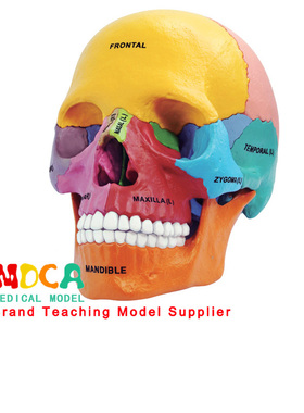 4D MASTER彩色人体头骨模型4dmaster可拆卸医用艺用拼装教学玩具