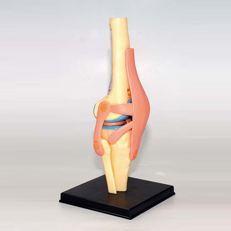 4D 마스터 교육 조립 장난감 인간의 무릎 관절 기관 해부학 모델 의료 교육 DIY 과학 대중화