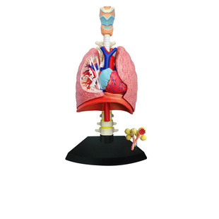 4D MASTER益智拼装玩具人体肺部器官解剖模型医学DIY科普教学用具
