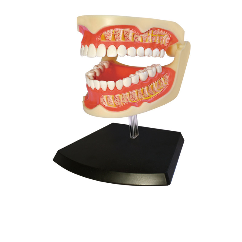 4dmaster牙齿模型口腔教学模具