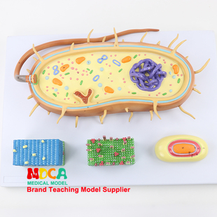 细菌细胞核模型染色体生物鞭毛模型医学教学 MXJ001