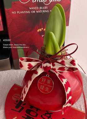 石蜡腊封朱顶红封蜡荷兰进口大球懒人鲜花上海直发圣诞节礼物包邮