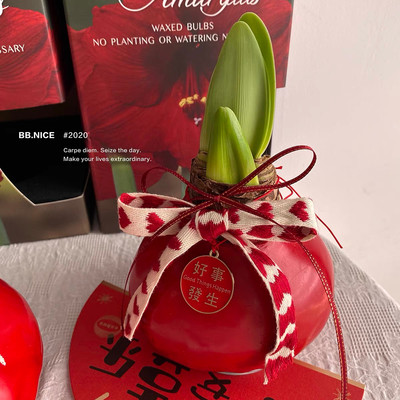 石蜡腊封朱顶红礼物包邮球懒