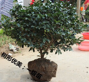 茶梅树苗地栽茶梅球花苗庭院别墅绿植四季常青耐寒植物绿化苗木