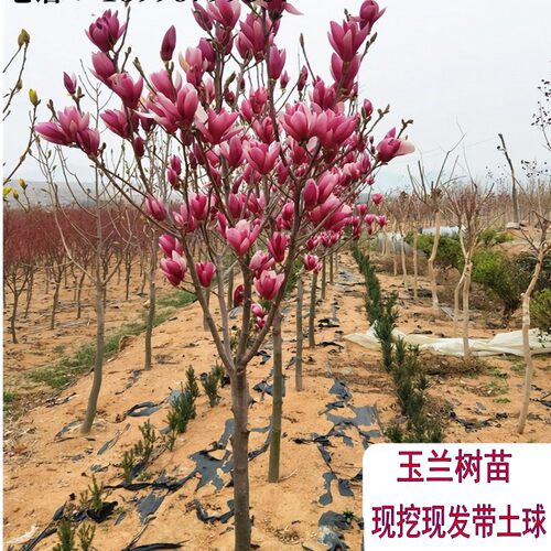 玉兰树苗紫红白玉兰黄玉兰花苗大型庭院别墅花园耐寒植物带土球