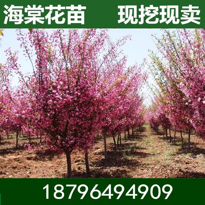 高杆海棠花树苗西府垂丝百北美海棠树苗庭院别墅大型地栽绿化苗木