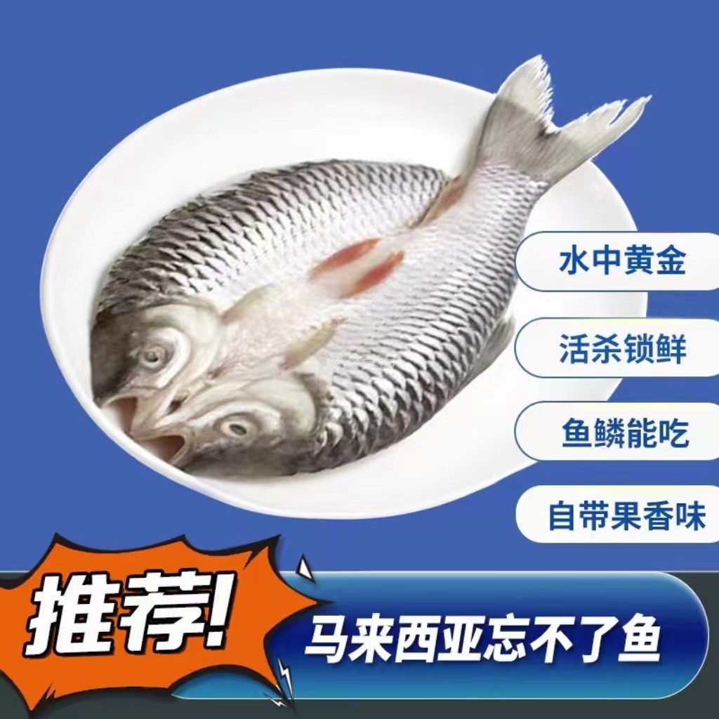 忘不了鱼 新鲜冷冻袋装苏丹鱼开背皇帝鱼淡水鱼鲜活 半成品烤鱼
