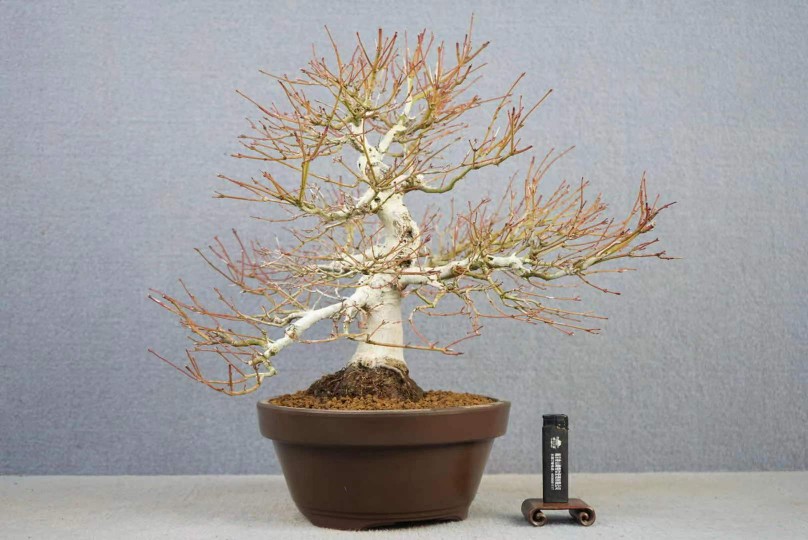 日本山红叶中品 鲜花速递/花卉仿真/绿植园艺 造型盆景 原图主图