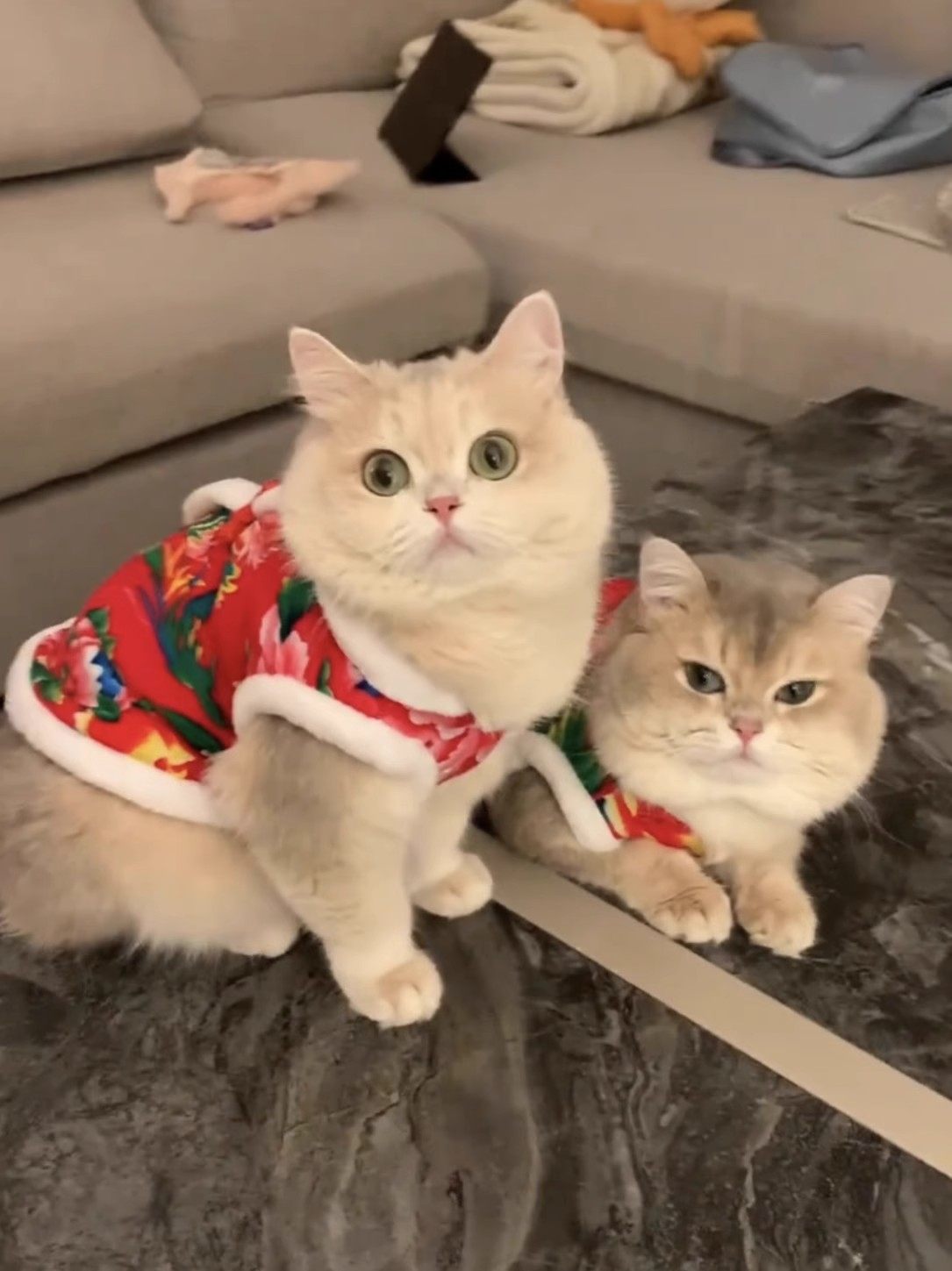 宠物猫咪新年衣服秋冬季加绒喜庆布偶蓝猫小狗狗泰迪大花马甲唐装,宠物/宠物食品及用品,狗宠物服装/雨衣,淘宝优惠券,粉丝福利购,淘宝优惠卷