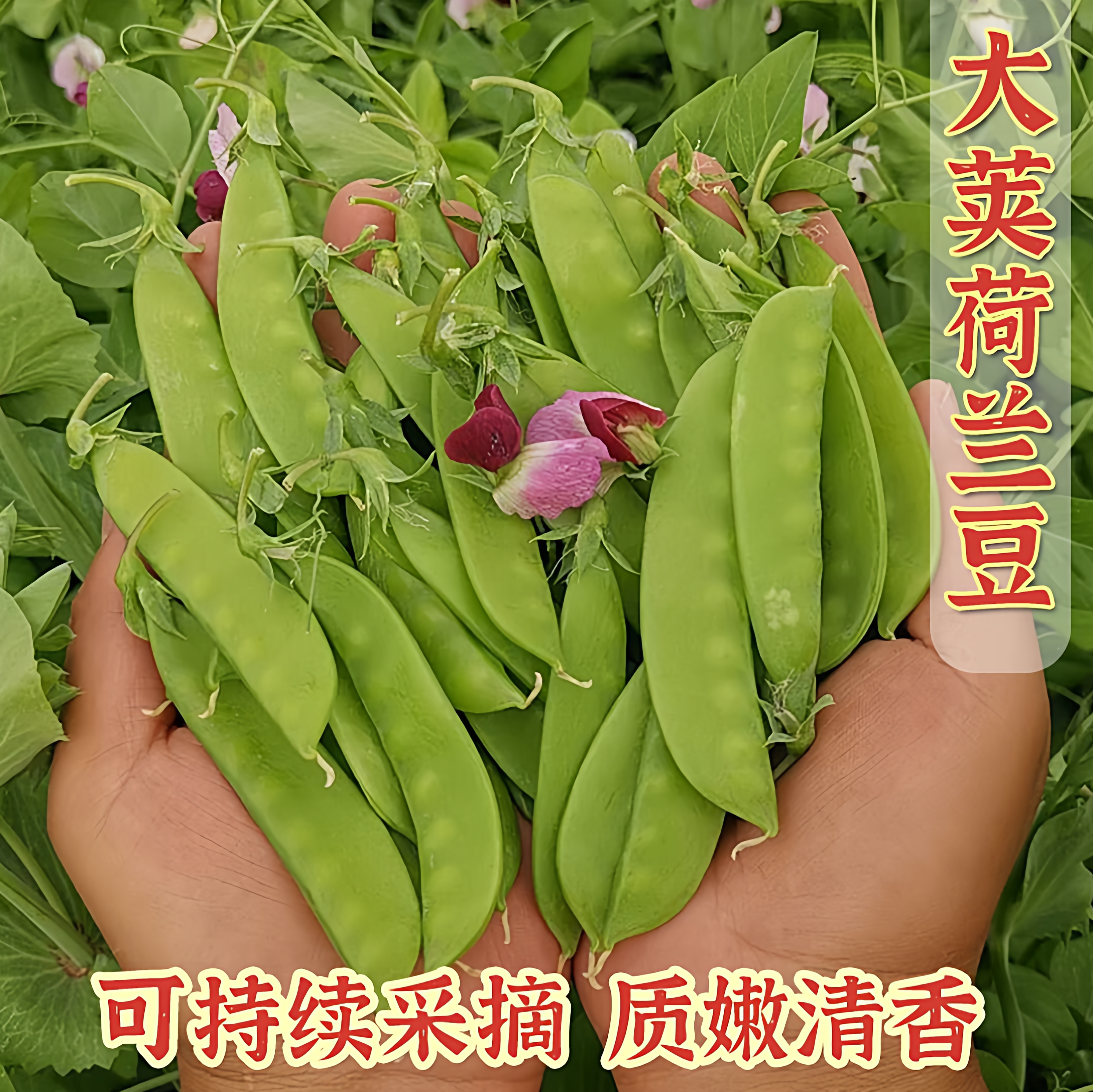 荷兰豆种子 四季老品种甜豌豆蔬菜种籽豆角脆嫩种子大全