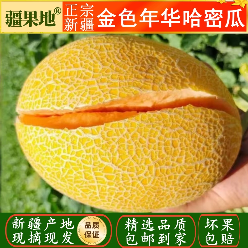 正宗新疆金色年华哈密瓜当季新鲜水果现摘现发品质保证包邮