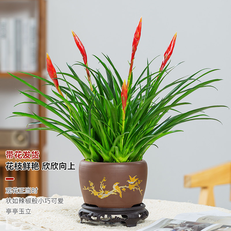 招财手盆栽小辣椒鸿运当头办公室内好养绿植四季常青桌面植物