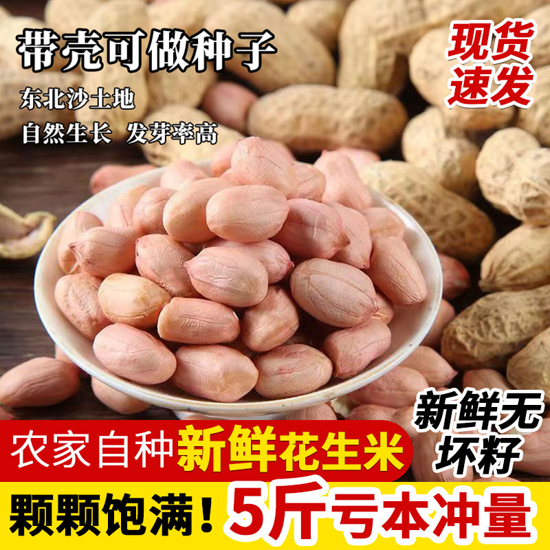 2024年花生米带壳生花生大粒白沙5斤新鲜晒干种子商用榨油花生仁