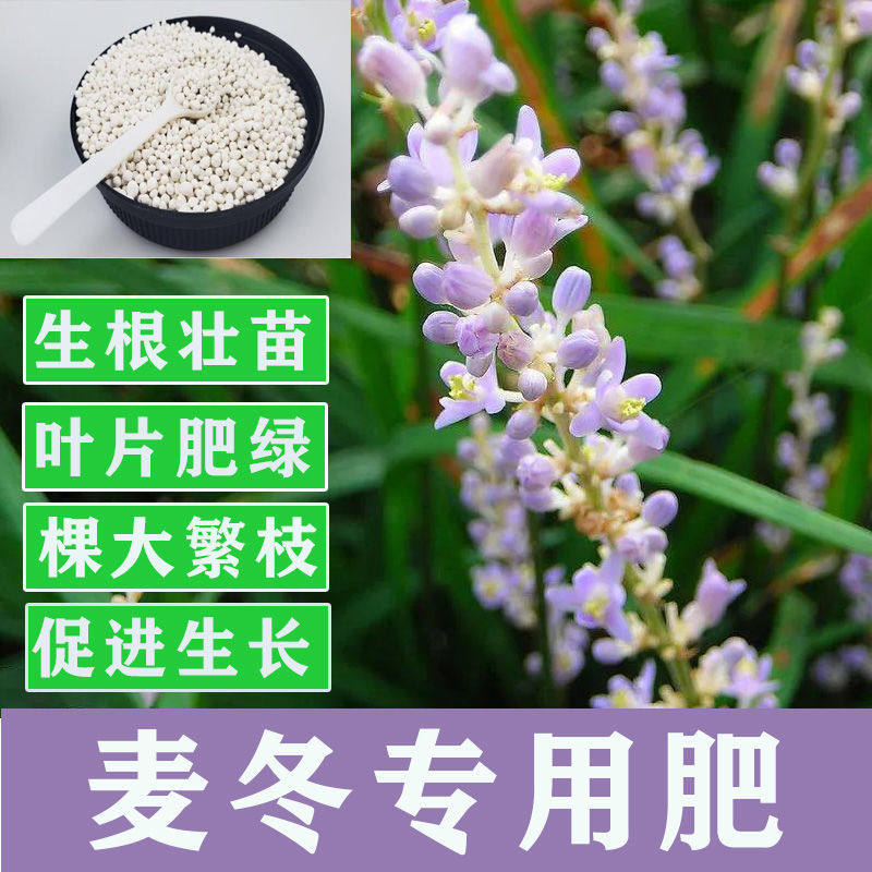 玉龙草花卉多少钱 玉龙草花卉优惠券免费领取 有条鱼