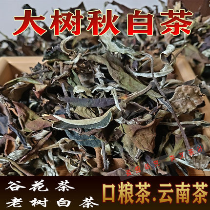 云南临沧白茶大树荒野白茶老树茶高山区茶茶叶老白茶秋茶花香散茶